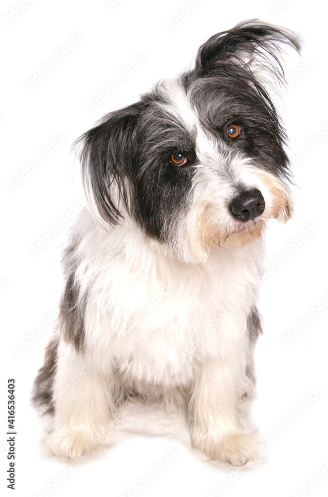 Bearded collie