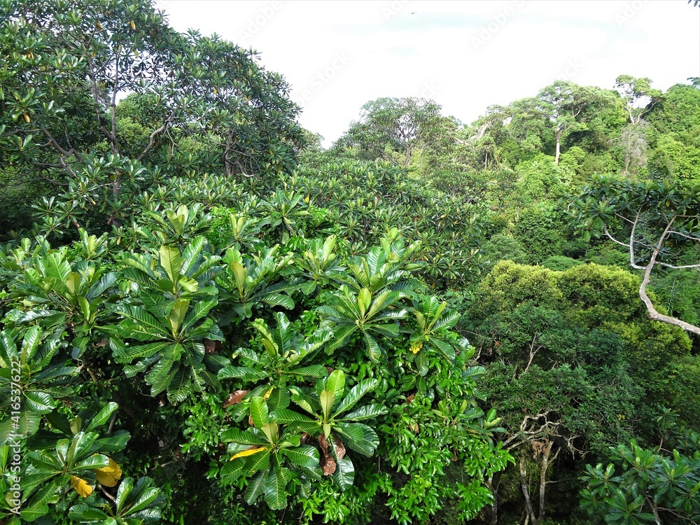 Green forest in MacRitchie Reservoir Park, Singapore Green forest in MacRitchie Reservoir Park, Singapore