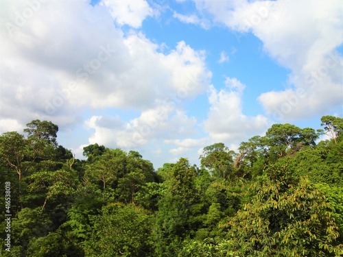 Green forest in MacRitchie Reservoir Park  Singapore