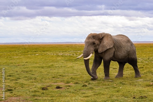 view of elephant in amboseli national park