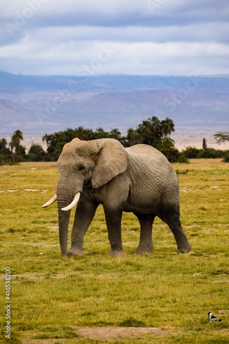 view of elephant in amboseli national park