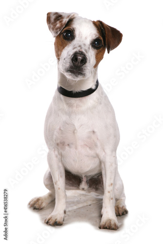 Jack russell terrier © Chris Brignell