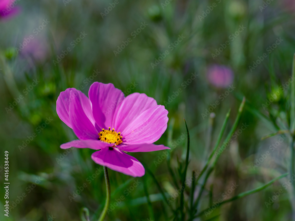 Flor Flor