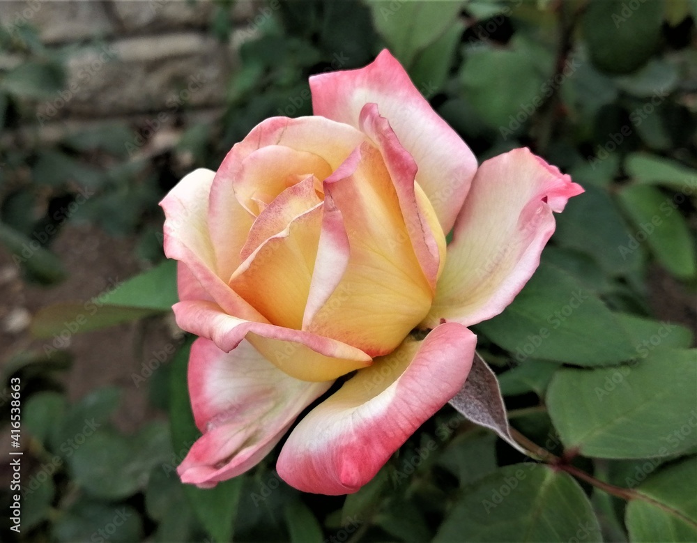 The Rose of autumn, of course, becomes yellow. The Rose of autumn, of course, becomes yellow.