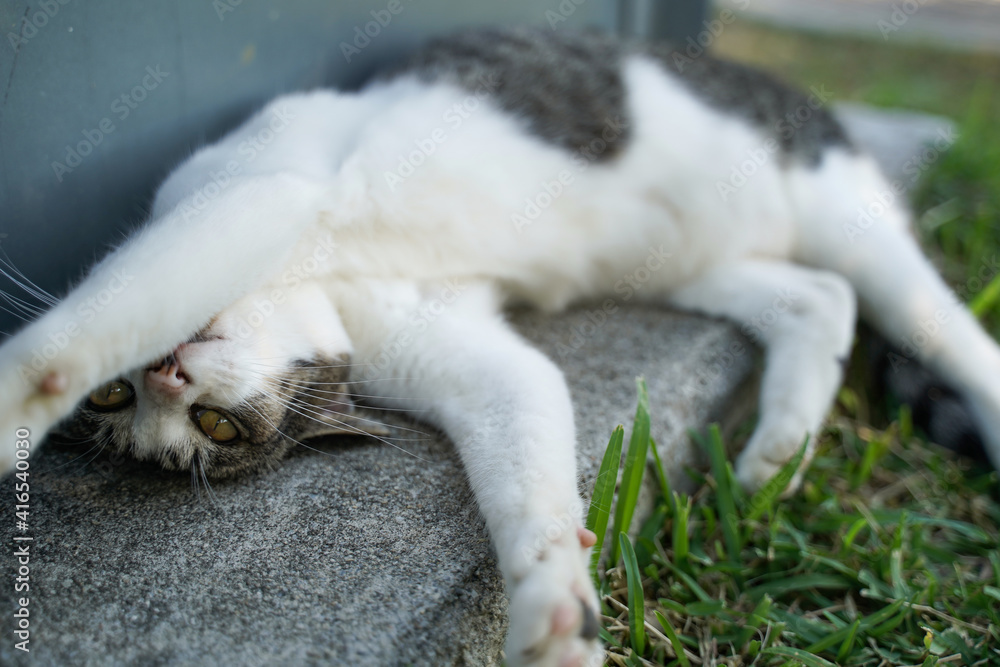 寝相が悪い猫 寝起きキジ白 寝相が悪い猫 寝起きキジ白