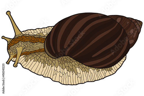 Vector illustration Hand drawing snails. Isolated on white. Cute snail with a striped shell. The original print. Illustration for the children's book.
