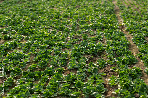 Feldsalat Anbau im Freiland, erntereife Blattrosetten stehen auf dem Feld.
