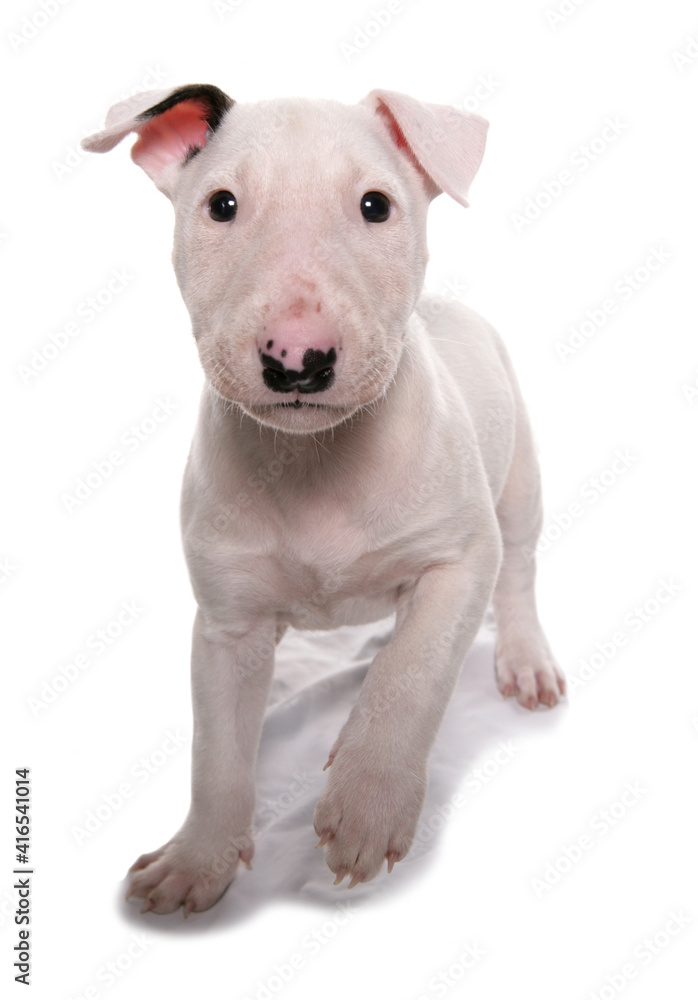 Fototapeta premium English bull terrier