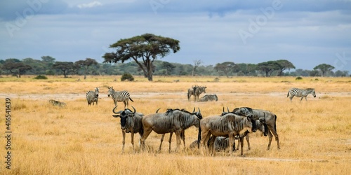 Photography group of wildebeests in amboseli national park