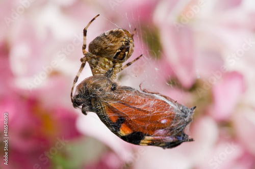 Garden Spider