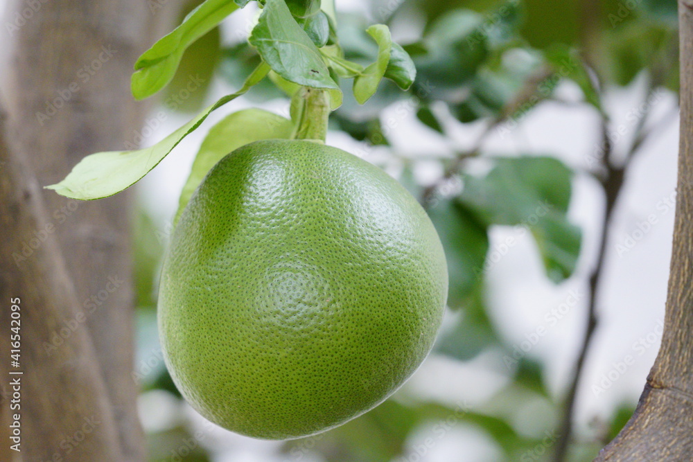 Fresh pomelo hanging on branch tree in organic farm. Fresh pomelo hanging on branch tree in organic farm.