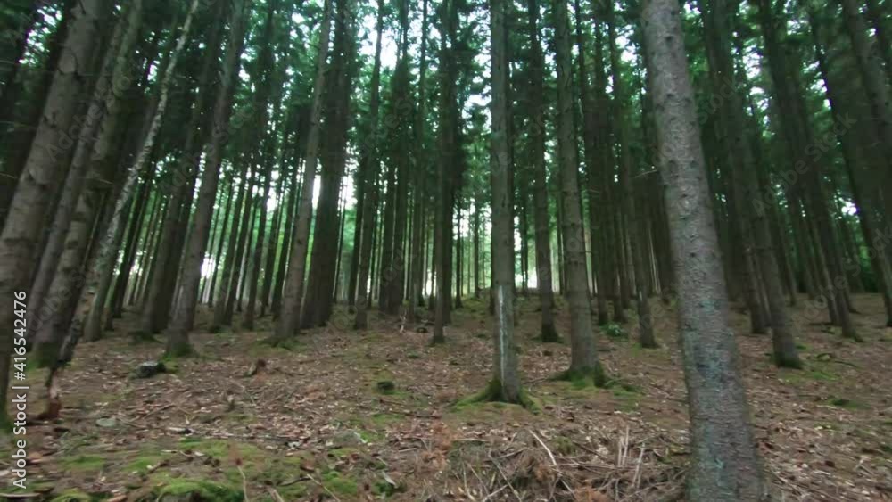 View between rows of long trees, 4K, 50fps