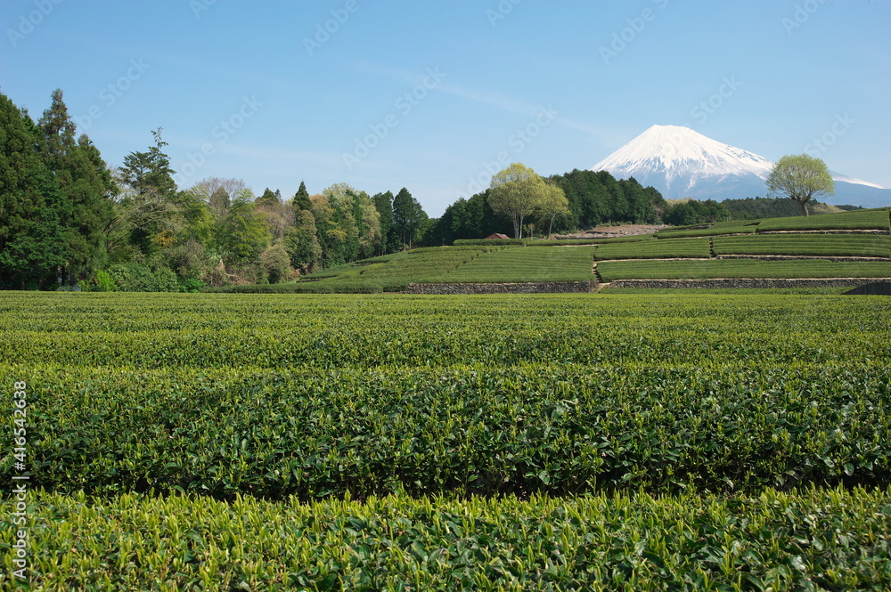 富士山が見える風景（茶畑）