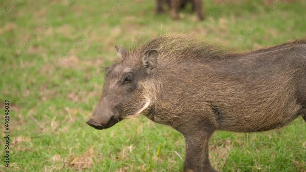 Young warthog walks in grassland while chewing, Close Up Follow Shot Young warthog walks in grassland while chewing, Close Up Follow Shot