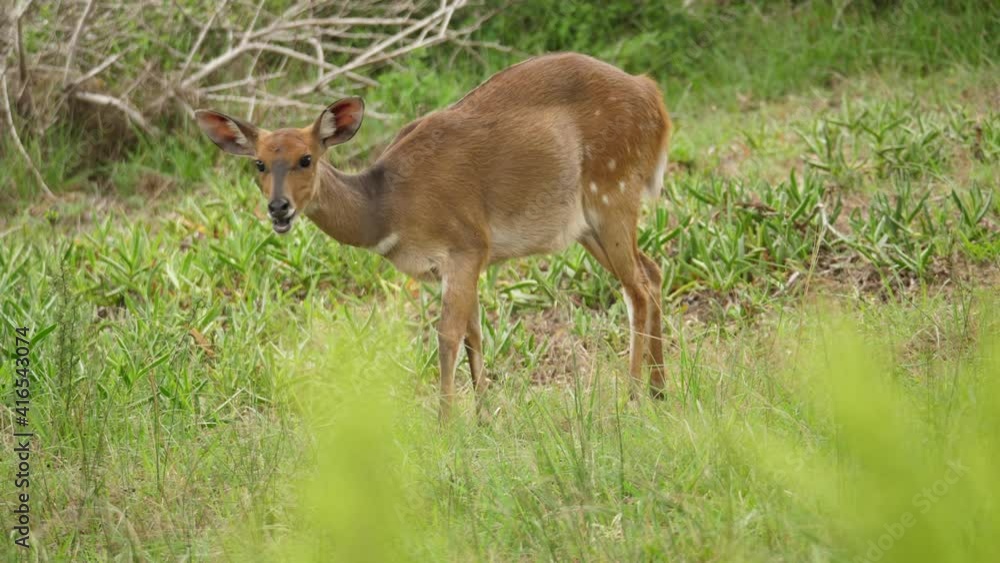Alert female bushbuck grazes on grass keeping a watchful eye on moving camera Alert female bushbuck grazes on grass keeping a watchful eye on moving camera
