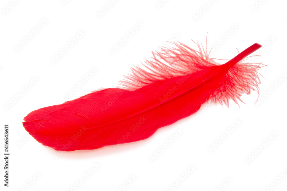 Elegant red feather isolated on the white background Elegant red feather isolated on the white background