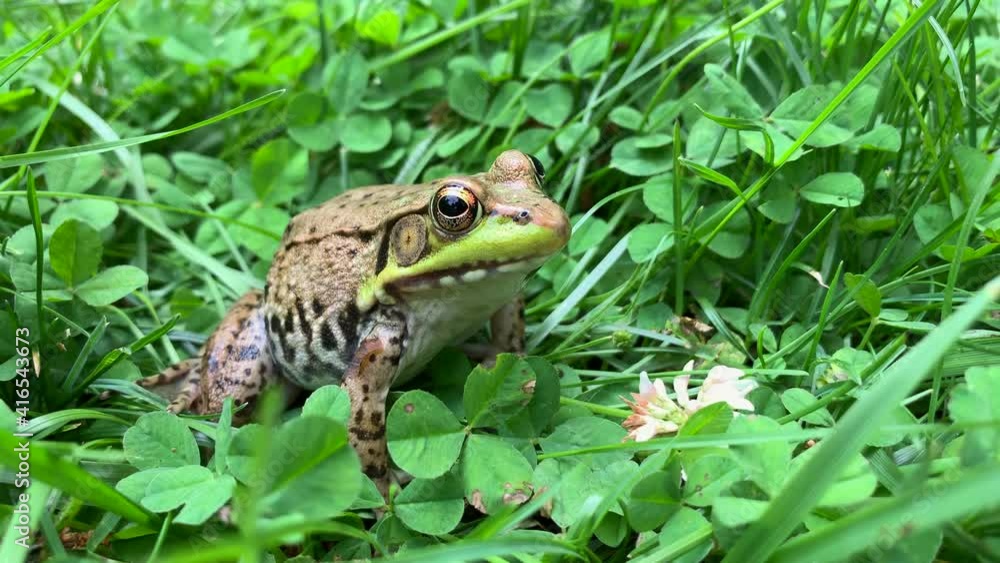 Close Up of a Green Common Water Frog Sitting on Leaves and Breathing Close Up of a Green Common Water Frog Sitting on Leaves and Breathing