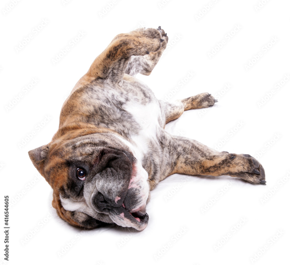 Obraz premium english bulldog 4