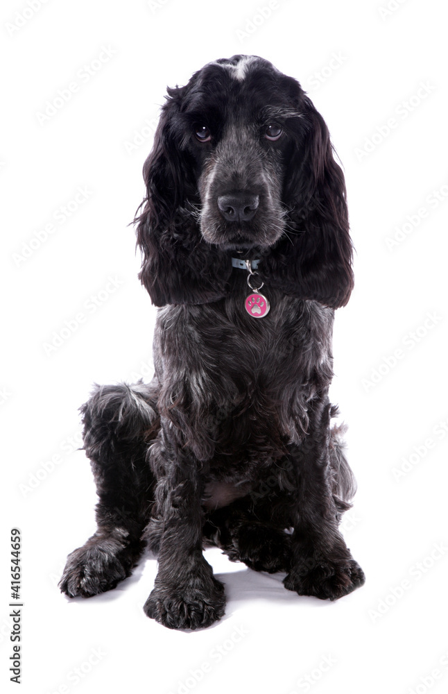 english cocker spaniel 3 english cocker spaniel 3