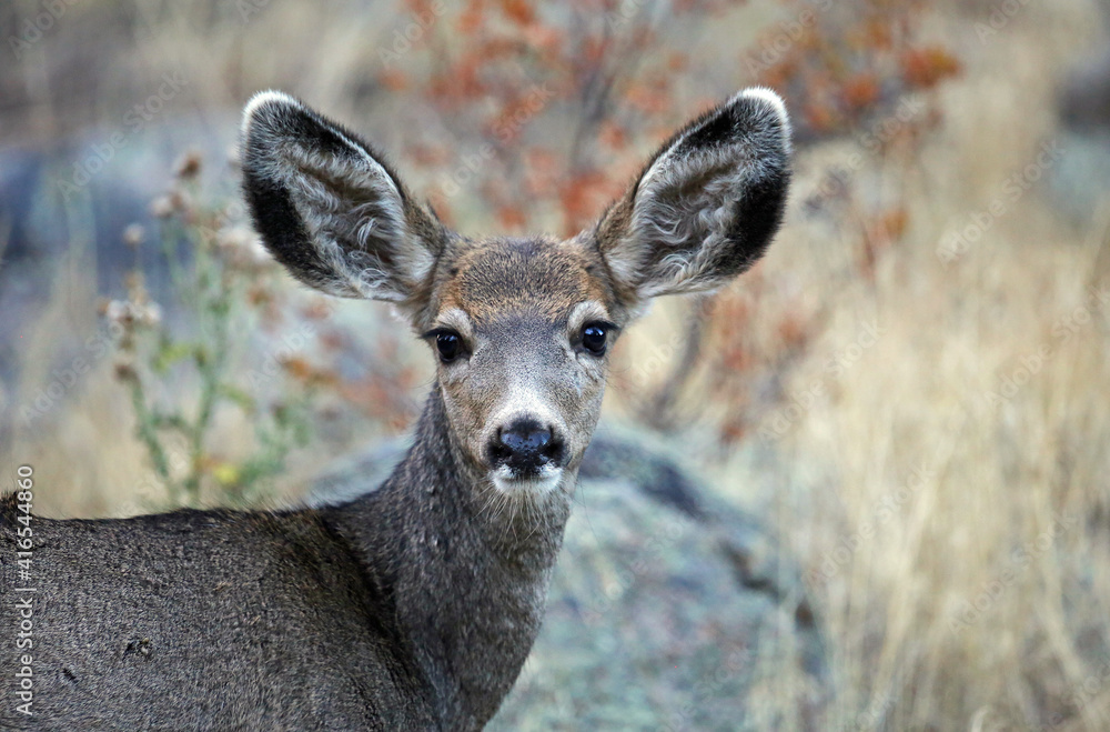 Fototapeta premium Young deer portrait - Rocky Mountains National Park, Colorado