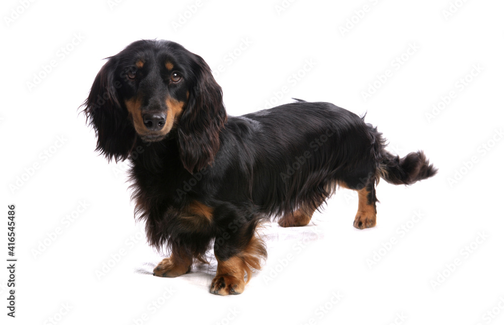 Longhaired standard dachshund 3