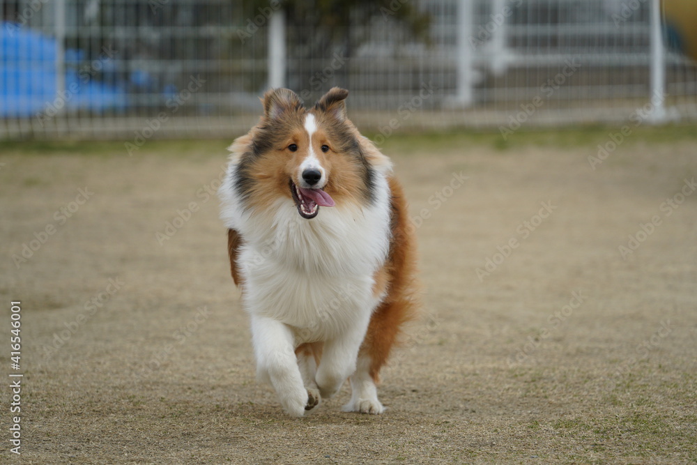 シェルティ