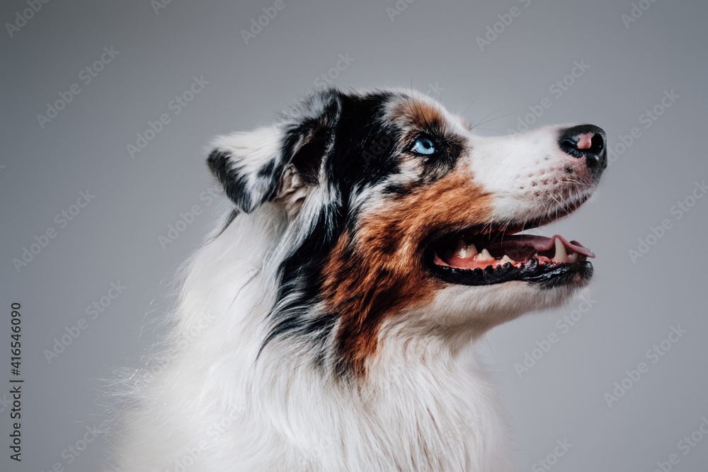 Portrait of human's friend in white background. Joyful australian dog with multicolored fur poses in studio. Portrait of human's friend in white background. Joyful australian dog with multicolored fur poses in studio.
