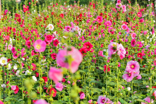 Hollyhocks are in bloom in a park in China's Hebei province