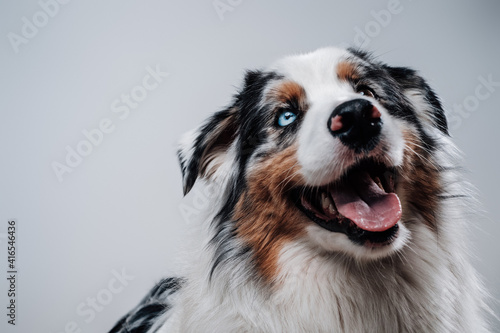 Trained pet with multicolored eyes in white background. Happy dog's portrait concepting trust and innocence.