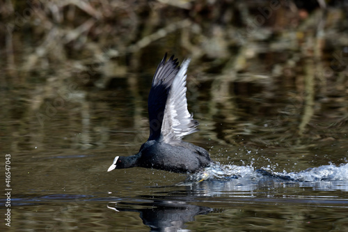 Blässhuhn // Eurasian coot (Fulica atra) photo