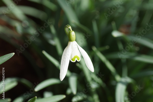 Closeup flower of snowdrop or common snowdrop (Galanthus nivalis). bulbous perennial herbaceous plants in the family Amaryllidaceae. Bergen, Netherlands, February