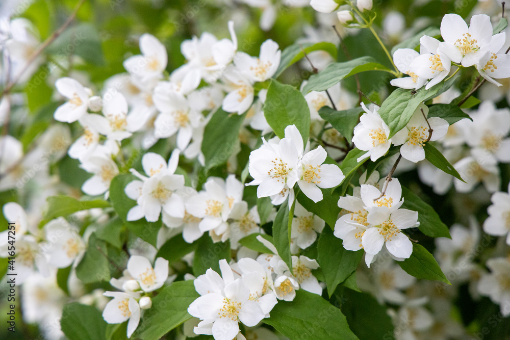 White wood anemone flowers White wood anemone flowers