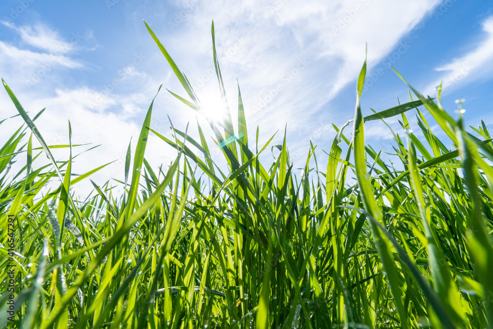 Obraz premium Green grass against blue sky in sunny day. Selective focus.