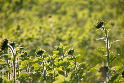 field of sunflowers