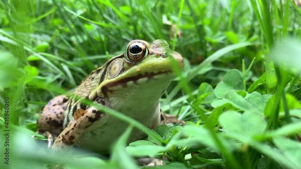Close Up of a Common Water Frog Sitting Amidst Grass and Leaves Close Up of a Common Water Frog Sitting Amidst Grass and Leaves