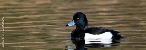 Canvas Print Reiherente // Tufted duck - male - Männchen (Aythya fuligula)