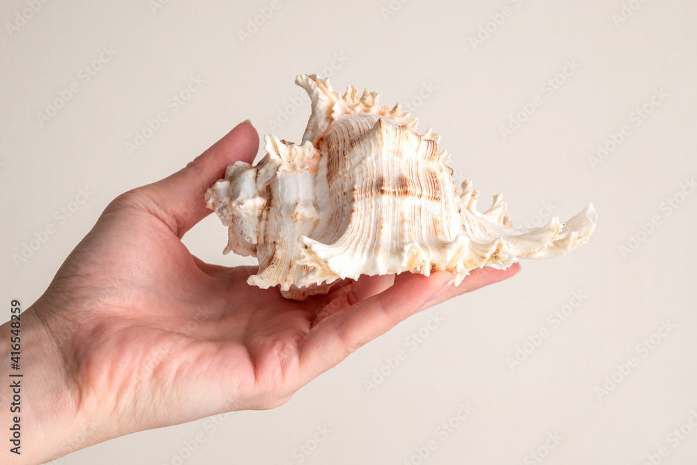 Large spiked seashell on human hand palm close up on light background Large spiked seashell on human hand palm close up on light background