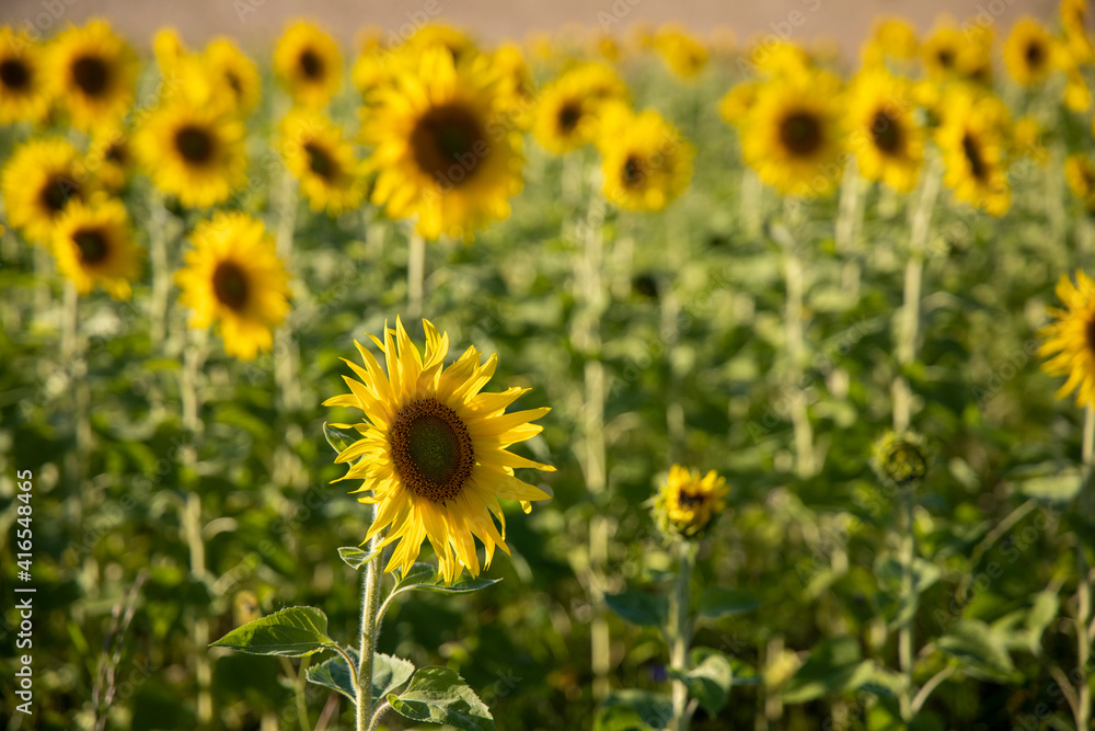 sunflowers in the field