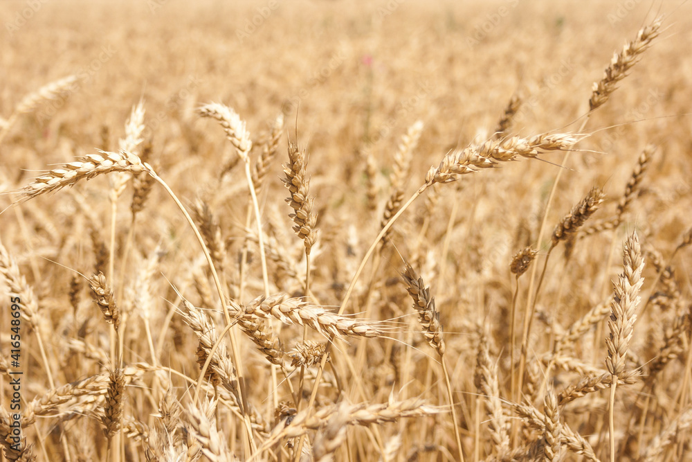 Close-up of ripe spikelets of wheat illuminated by the midday sun Close-up of ripe spikelets of wheat illuminated by the midday sun