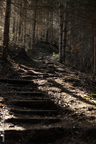 Waldweg