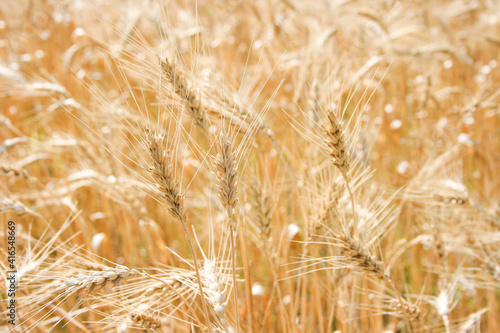 Close-up of ripe spikelets of rye illuminated by the midday sun