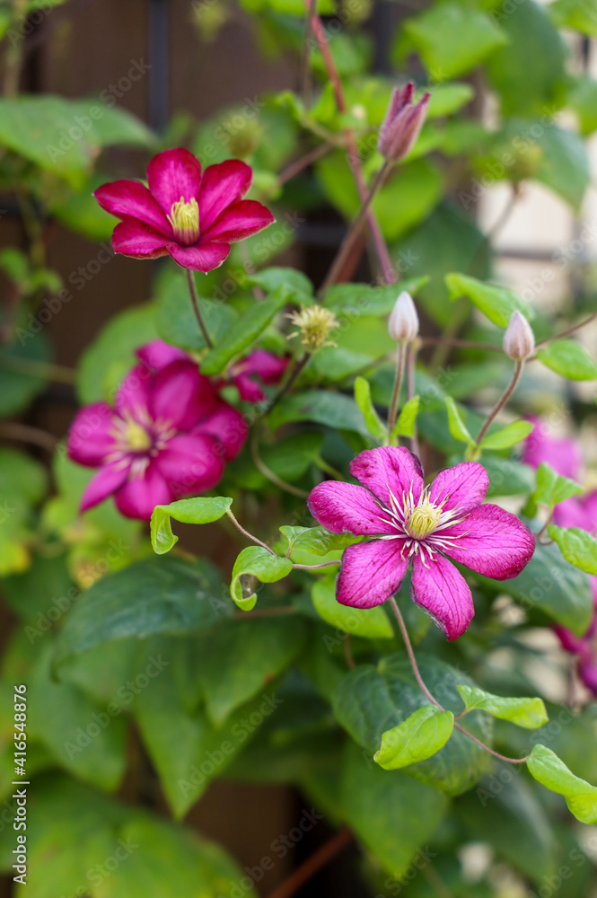 pink flowers in the garden pink flowers in the garden