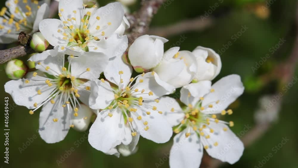 The flowers of Prunus spinosa, called blackthorn or sloe The flowers of Prunus spinosa, called blackthorn or sloe