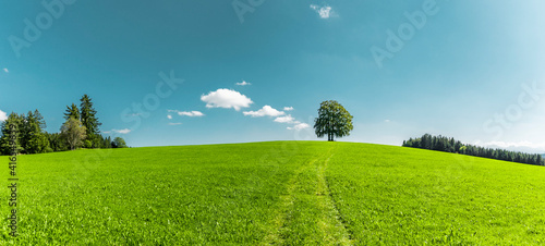 Grüner Baum auf einem Grünen Hügel