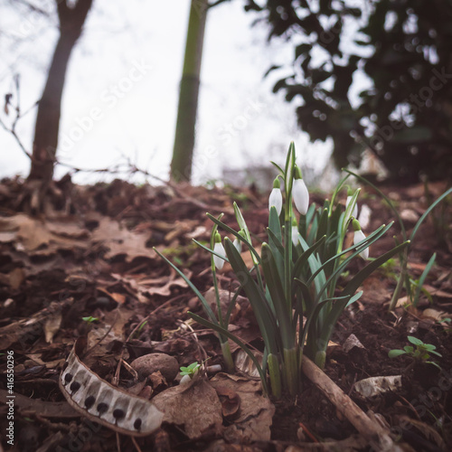 frühling