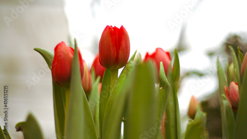 View of red tulips on flower's exposition
