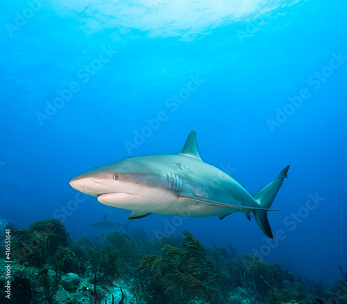 Caribbean reef shark.. © frantisek hojdysz
