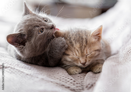 Small gray kitten licks ear of tabby kitten. Couple of kittens in love hugging, kissing. Sleepy kittens are gentle, take care of Cat family. Pets in cozy home on couch