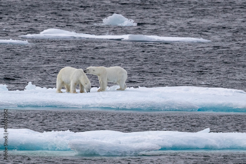 A pair of probable sibling polar bears (Ursus maritimus), Queen's Channel, Cornwallis Island, Nunavut, Canada, North America