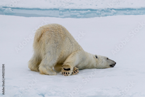 Adult polar bear (Ursus maritimus) cleaning its fur from a recent kill on ice near Ellesmere Island, Nunavut, Canada, North America